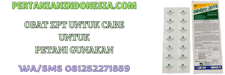 obat,zpt,untuk,cabe,petani,pertanian indonesia